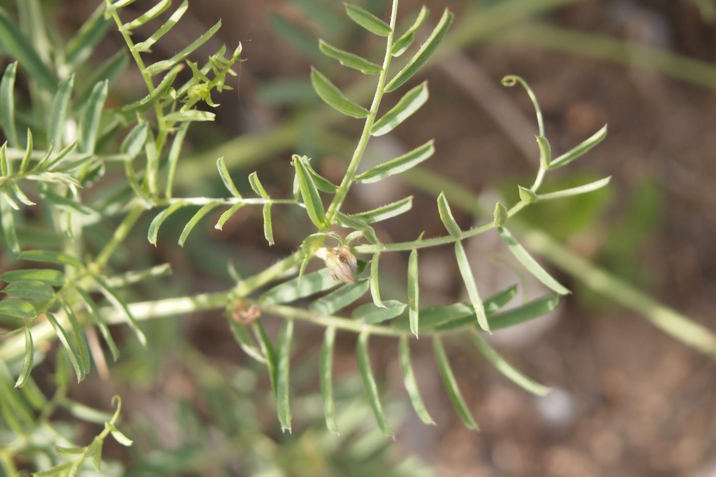 False Sainfoin leaf